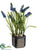 Muscari - Blue - Pack of 6