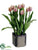 Tulip - Pink - Pack of 2