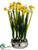 Narcissus - Yellow - Pack of 2