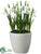 Snowdrop w/Bulb - White - Pack of 4