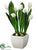 Tulip - White - Pack of 2