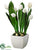 Tulip - White - Pack of 2