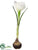 Standing Crocus - White - Pack of 24