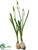 Snowdrop - White - Pack of 24