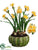 Narcissus - Yellow - Pack of 2