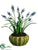 Muscari - Blue - Pack of 2