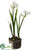 Paperwhite Narcissus - White - Pack of 6