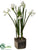 Paperwhite Narcissus - White - Pack of 2