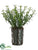 Rosemary - Green - Pack of 6