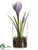 Crocus - Purple - Pack of 12