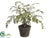 Maidenhair Fern - Green - Pack of 6