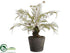 Silk Plants Direct Arborescent Fern Plant - Green - Pack of 2