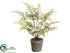 Silk Plants Direct Rabbit Fern - Green - Pack of 6