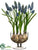 Muscari - Blue - Pack of 2