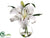 Casablanca Lily - White - Pack of 1