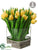 Tulip - Yellow - Pack of 1