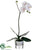 Phalaenopsis Orchid Plant - Blush - Pack of 1