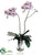 Phalaenopsis Orchid Plant - White Orchid - Pack of 1