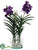 Vanda Orchid Plant - Violet - Pack of 1