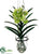 Vanda Orchid Hanging Plant - Green - Pack of 1