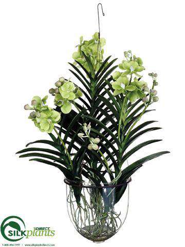 orchid hanging plant Green Vanda Orchid Hanging Plant | Vanda Orchids