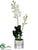 Dendrobium Orchid Plant - White - Pack of 1
