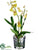 Oncidium Orchid Plant - Yellow - Pack of 4