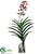 Panee Vanda Orchid Plant - Burgundy - Pack of 1