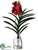 Vanda Orchid Plant - Red - Pack of 1