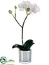 Silk Plants Direct Phalaenopsis Orchid Plant - Blush - Pack of 6