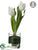 Tulip - White - Pack of 6