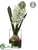 Hyacinth - White - Pack of 6