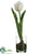 Tulip - White - Pack of 6