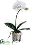 Silk Plants Direct Phalaenopsis Orchid Plant - White Green - Pack of 6