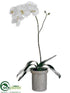 Silk Plants Direct Phalaenopsis Orchid Plant - White Green - Pack of 1