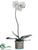 Phalaenopsis Orchid Plant - White Green - Pack of 1