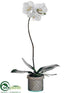 Silk Plants Direct Phalaenopsis Orchid Plant - White Green - Pack of 1