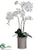 Phalaenopsis Orchid Plant - White Green - Pack of 1