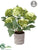 Hydrangea Plant - Green Two Tone - Pack of 1