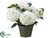 Hydrangea - Cream Green - Pack of 1