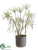 Queen Anne's Lace - White Green - Pack of 1