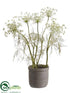 Silk Plants Direct Queen Anne's Lace - White Green - Pack of 1