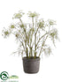 Silk Plants Direct Queen Anne's Lace - White Green - Pack of 1
