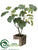 Fig Tree - Green - Pack of 1