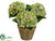 Hydrangea - Green - Pack of 4