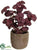 Mint - Burgundy - Pack of 4