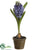 Hyacinth - Blue - Pack of 6