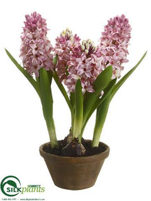 Hyacinth - Lavender - Pack of 4