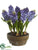 Hyacinth - Blue - Pack of 2