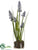 Grape Hyacinth - Blue - Pack of 12